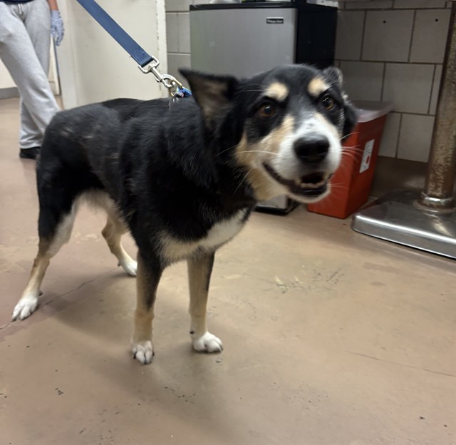 Major at Chicago Animal Care and Control