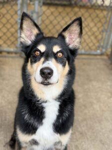 Major, adoptable dog at Chicago Animal Care and Control