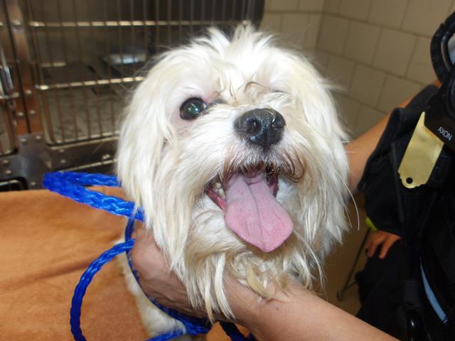 Louie at Chicago Animal Care and Control