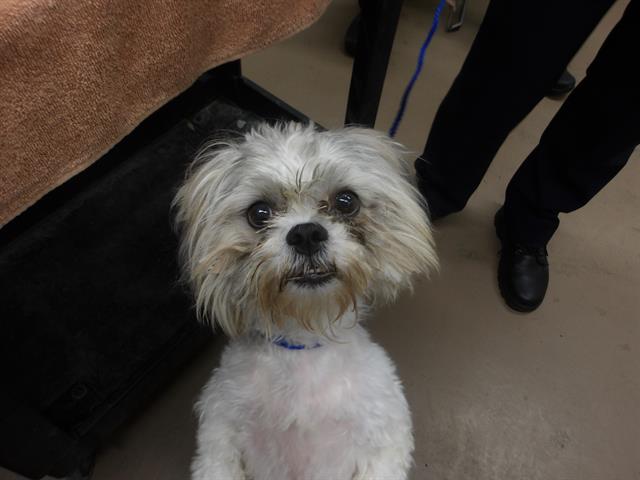 Minnie at Chicago Animal Care and Control