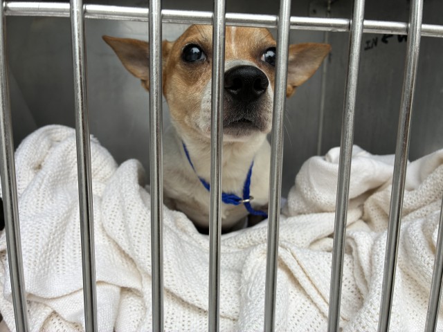 Papan at Chicago Animal Care and Control