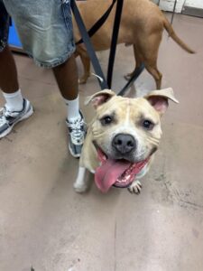 Claussen, adoptable American Pit Bull Terrier / Bull Terrier at Chicago Animal Care and Control