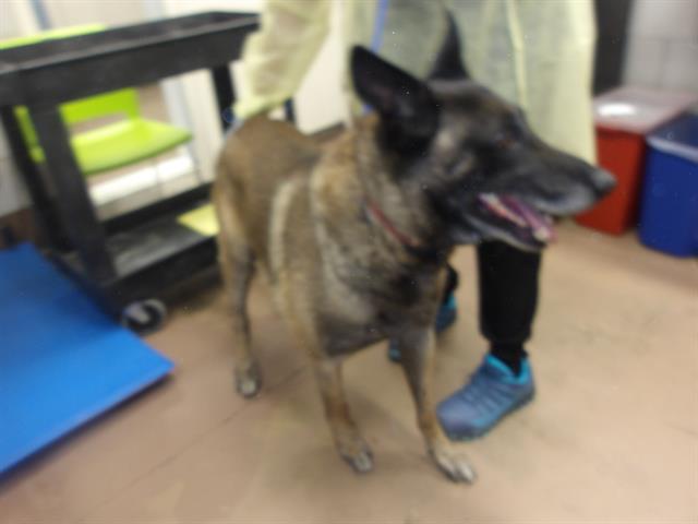 Loky at Chicago Animal Care and Control