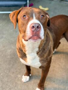 Yeti, adoptable American Pit Bull Terrier at Chicago Animal Care and Control