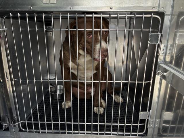 Yeti at Chicago Animal Care and Control