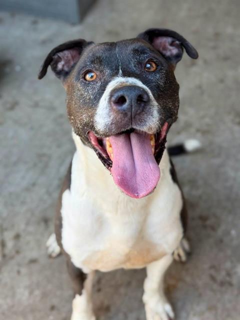 Dashing at Chicago Animal Care and Control