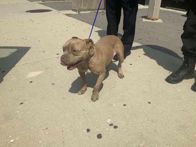 Junia at Chicago Animal Care and Control