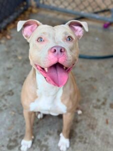 Britannia, adoptable American Pit Bull Terrier / Bull Terrier at Chicago Animal Care and Control