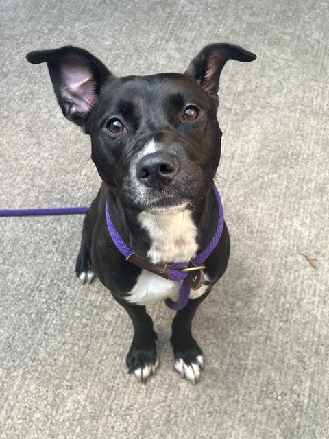 Iona at Chicago Animal Care and Control