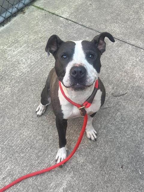 Precious at Chicago Animal Care and Control
