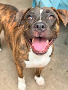 Lady Marmalade, adoptable American Pit Bull Terrier at Chicago Animal Care and Control