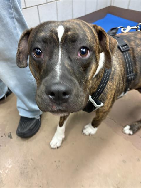Lady Marmalade at Chicago Animal Care and Control