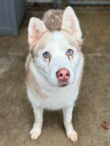 Stella, adoptable Siberian Husky at Chicago Animal Care and Control