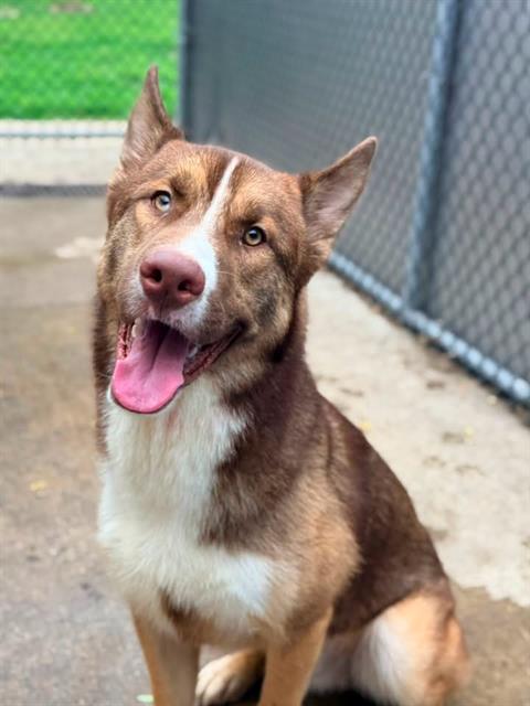 Bo at Chicago Animal Care and Control