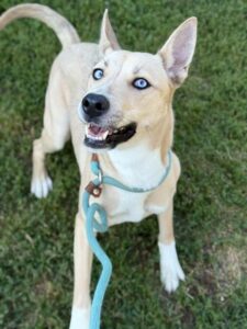 Fluffy, adoptable dog at Chicago Animal Care and Control