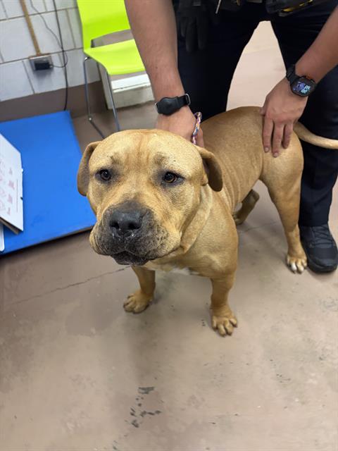 Canelo at Chicago Animal Care and Control