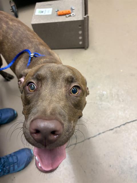 Chessman at Chicago Animal Care and Control