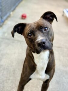 Pez, adoptable American Pit Bull Terrier at Chicago Animal Care and Control