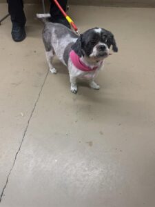Cookie, adoptable Shih Tzu at Chicago Animal Care and Control
