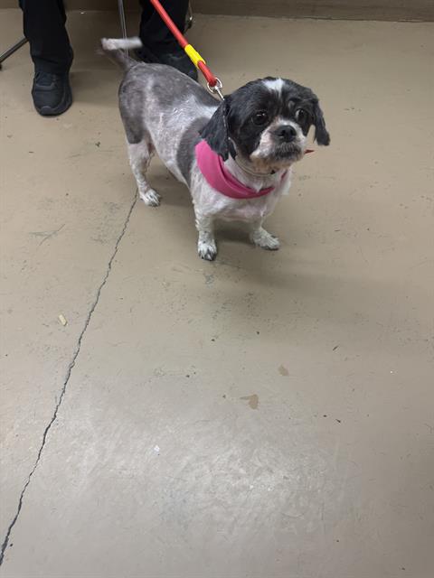 Cookie at Chicago Animal Care and Control