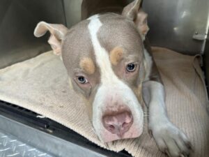Chloe, adoptable American Pit Bull Terrier / Bull Terrier at Chicago Animal Care and Control