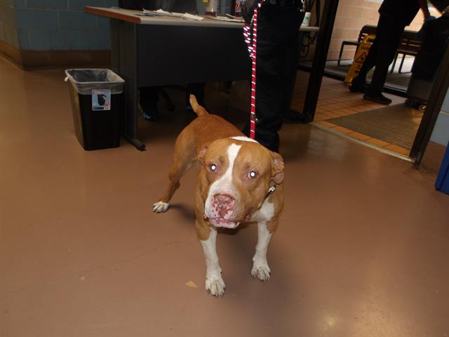Garet at Chicago Animal Care and Control