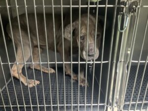 Gertie, adoptable Cane Corso at Chicago Animal Care and Control