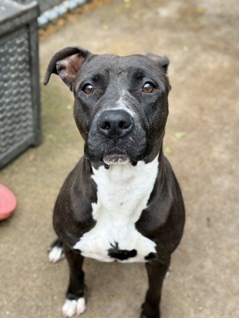 Shanghai, adoptable American Pit Bull Terrier at Chicago Animal Care and Control
