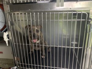Kiara, adoptable American Pit Bull Terrier / Bull Terrier at Chicago Animal Care and Control