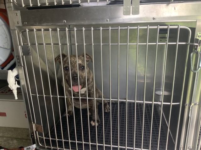 Kiara at Chicago Animal Care and Control