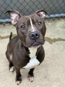Hitchhiker, adoptable American Pit Bull Terrier at Chicago Animal Care and Control