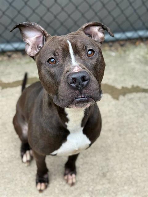 Hitchhiker, adoptable American Pit Bull Terrier at Chicago Animal Care and Control