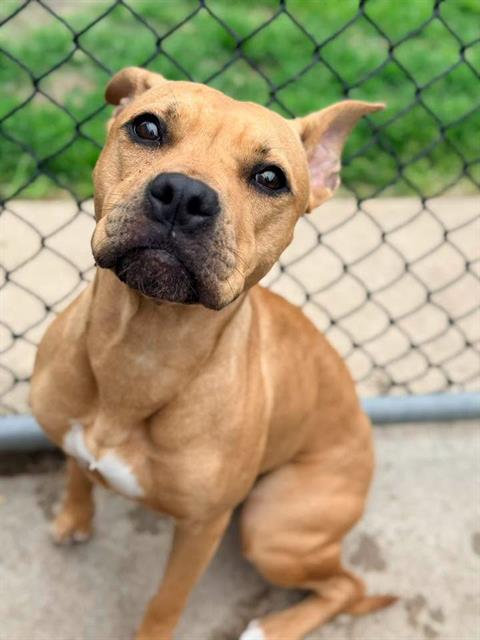 Gianna, adoptable American Pit Bull Terrier at Chicago Animal Care and Control