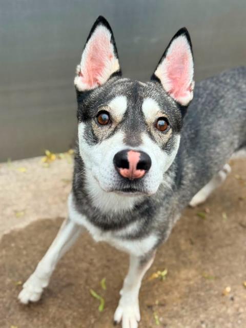 San Diego at Chicago Animal Care and Control