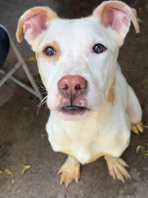 Tropicana, adoptable Labrador Retriever at Chicago Animal Care and Control