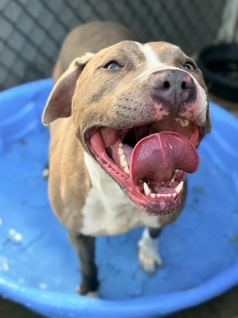 Kadeidra, adoptable American Pit Bull Terrier at Chicago Animal Care and Control