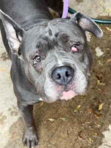 Grenadine, adoptable American Pit Bull Terrier at Chicago Animal Care and Control