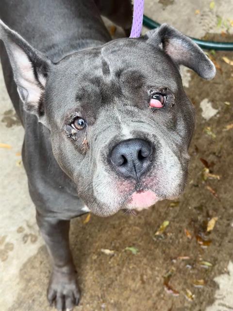 Grenadine, American Pit Bull Terrier, transferred to rescue from Chicago Animal Care and Control