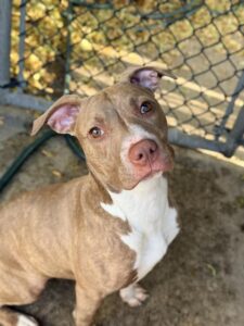 Liyana, adoptable American Pit Bull Terrier at Chicago Animal Care and Control