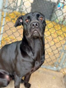 Colie, adoptable American Pit Bull Terrier at Chicago Animal Care and Control