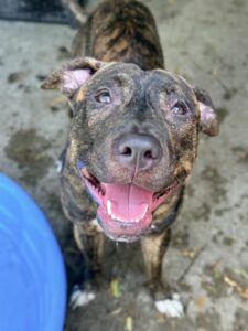 Ballad, adoptable American Pit Bull Terrier at Chicago Animal Care and Control
