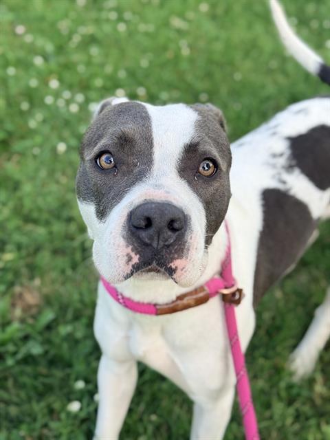 Poem, adoptable American Pit Bull Terrier at Chicago Animal Care and Control