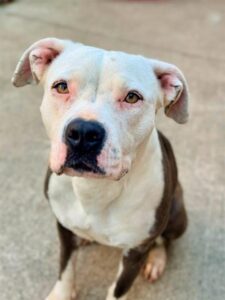 Apana, adoptable American Pit Bull Terrier at Chicago Animal Care and Control