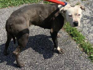 Apache, adoptable American Pit Bull Terrier / Bull Terrier at Chicago Animal Care and Control
