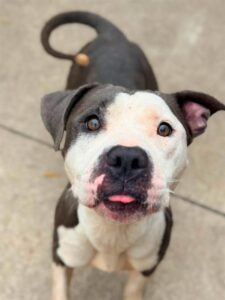 Paparazzi, adoptable American Pit Bull Terrier at Chicago Animal Care and Control