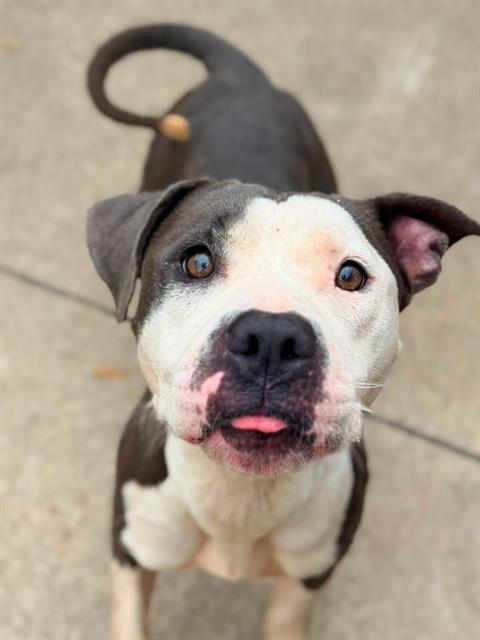 Paparazzi, adoptable American Pit Bull Terrier at Chicago Animal Care and Control