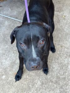 Novelty, adoptable American Pit Bull Terrier at Chicago Animal Care and Control