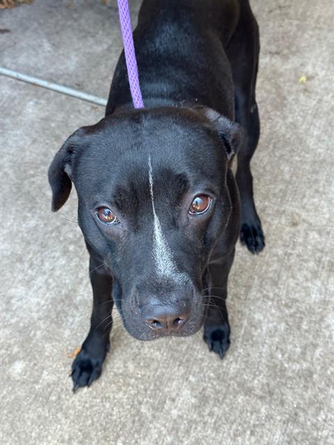 Novelty, adoptable American Pit Bull Terrier at Chicago Animal Care and Control