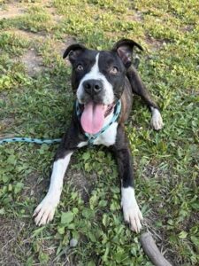 Iskra, adoptable American Pit Bull Terrier at Chicago Animal Care and Control