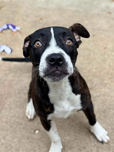 Iskra at Chicago Animal Care and Control